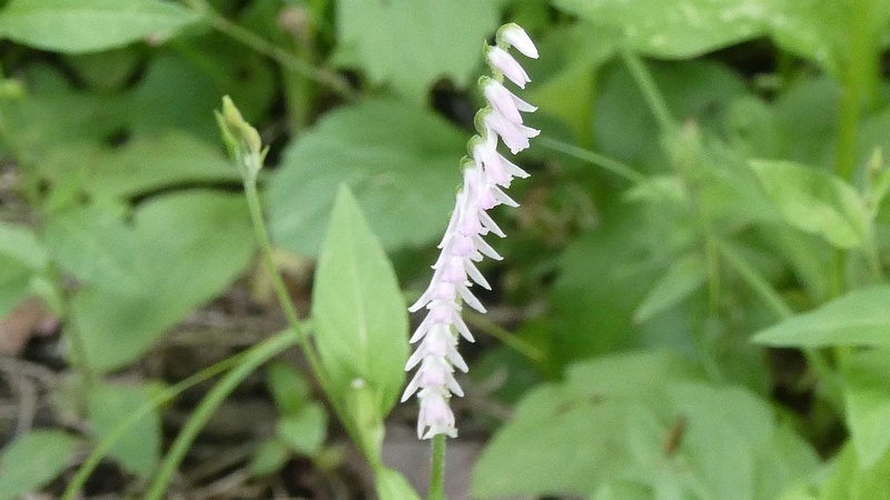 捻れていないネジバナの花