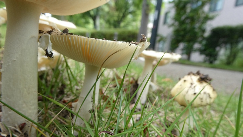 ウスキテングタケ