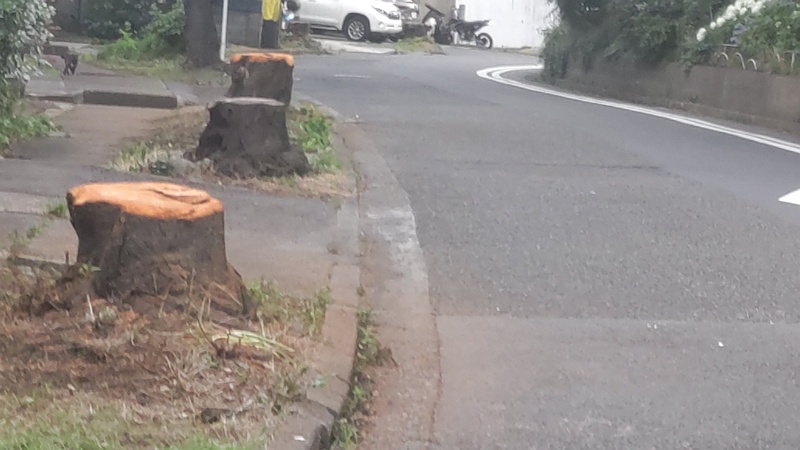 ソメイヨシノの伐採