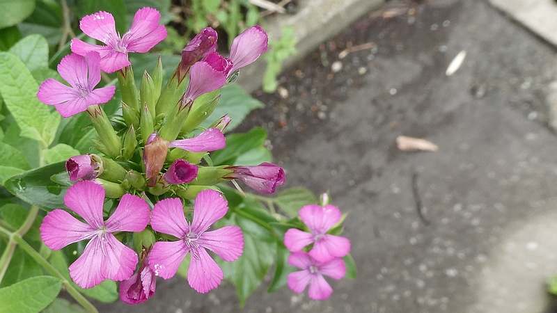ムシトリナデシコの花