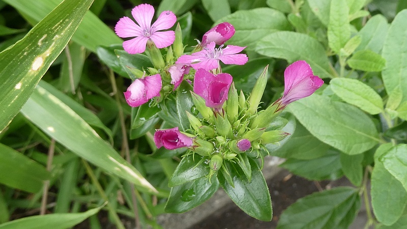 ムシトリナデシコの花