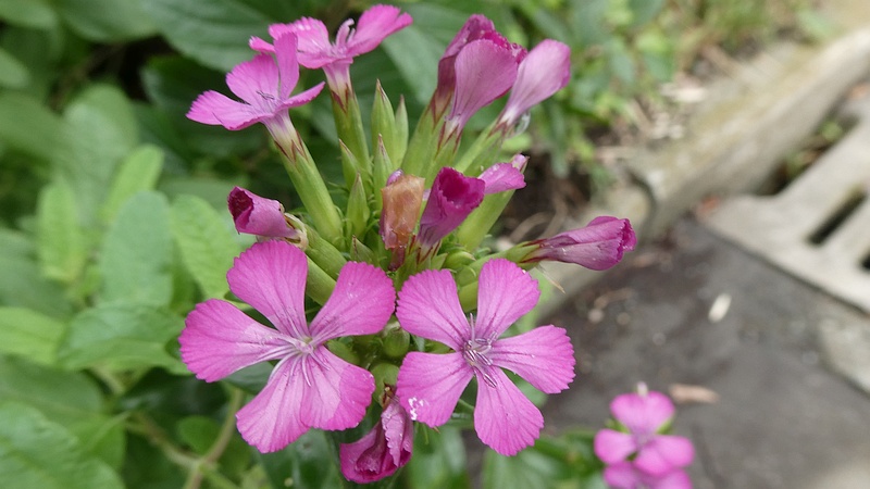ムシトリナデシコの花