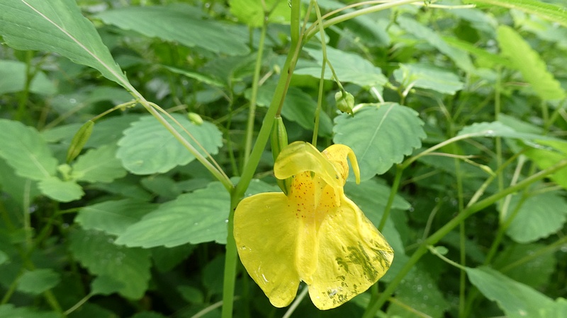 キツリフネの花
