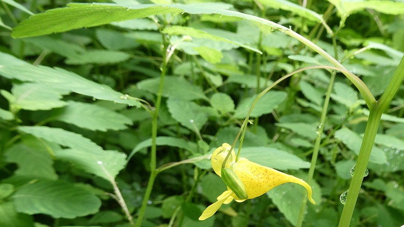 キツリフネの花