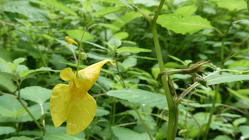 キツリフネの花