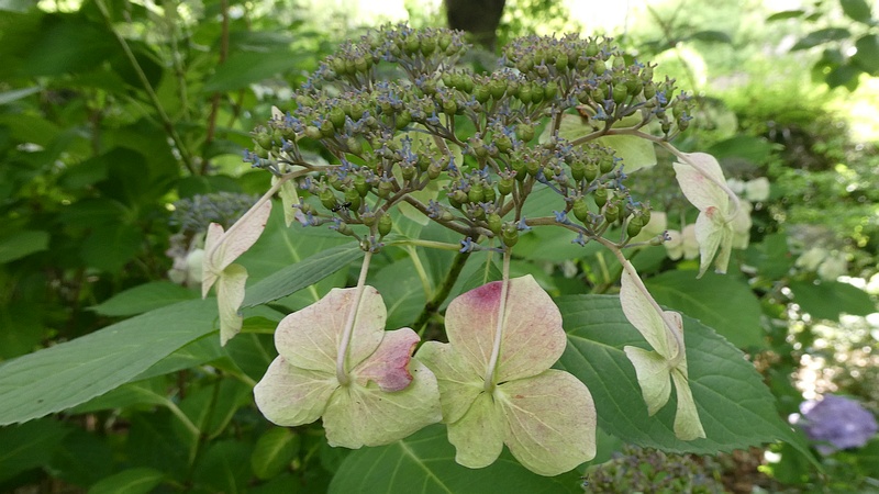 ガクアジサイの花後