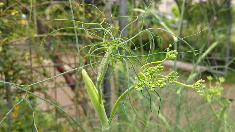 ウイキョウの蕾