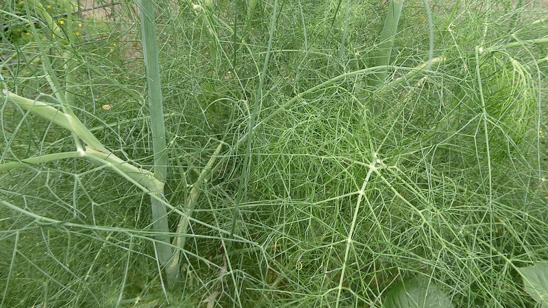 ウイキョウの蕾