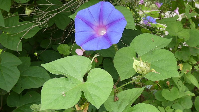 ノアサガオの花