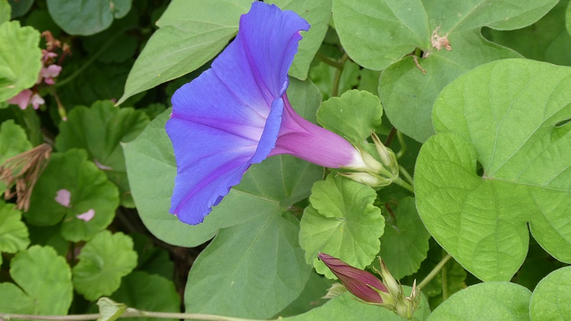 ノアサガオの花