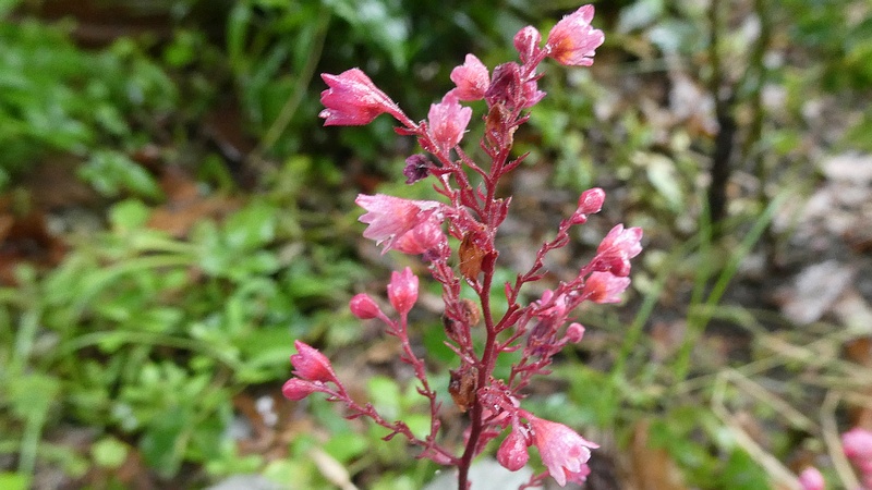 ツボサンゴの花
