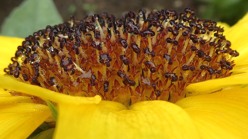ヒマワリの花