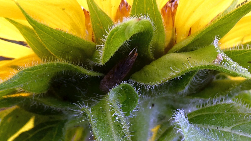 ヒマワリの花