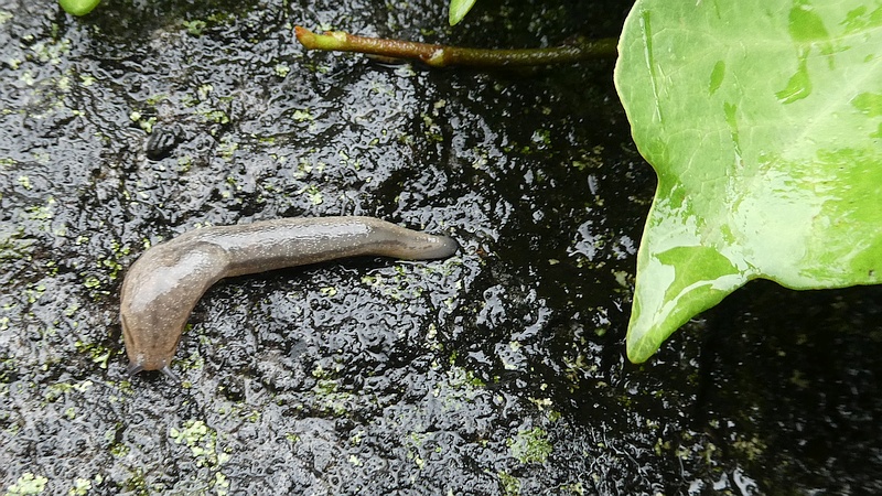 チャコウラナメクジ