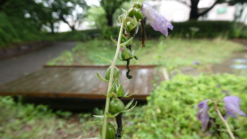 ハタザオギキョウの若い果実