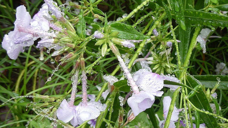 クサキョウチクトウの花