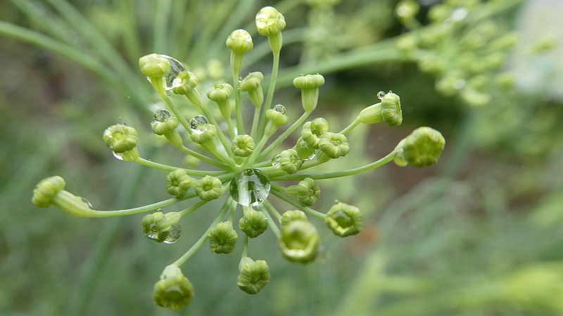 ウイキョウの蕾