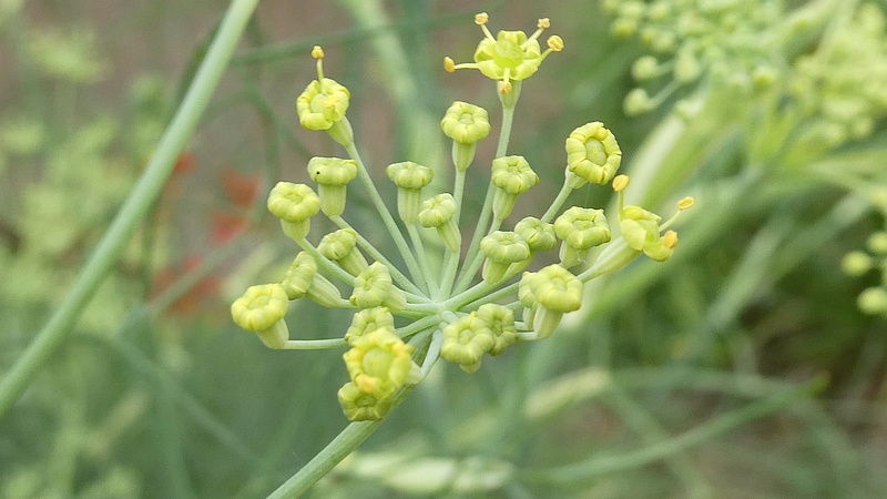 ウイキョウの花