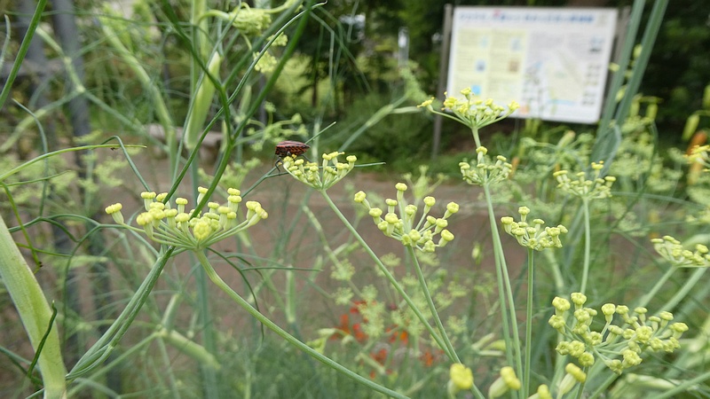 ウイキョウの花