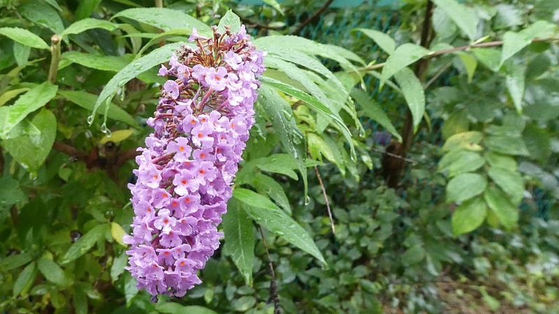 フサフジウツギの花