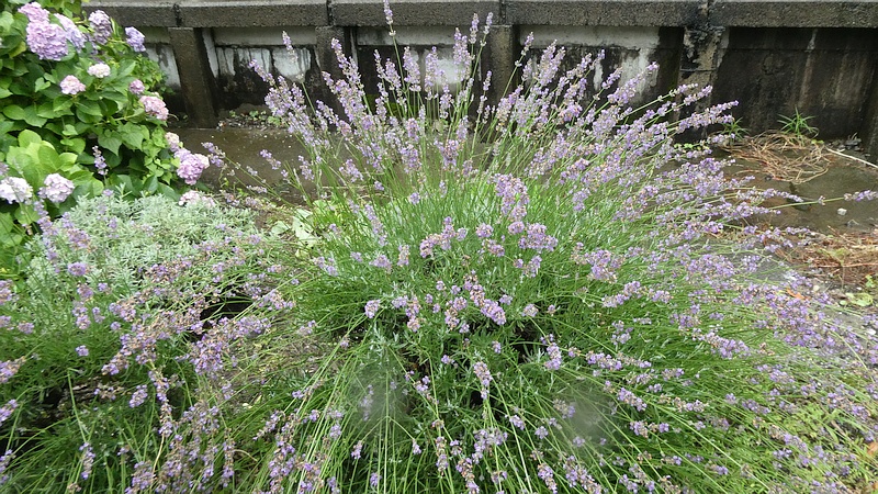 ラベンダーの花