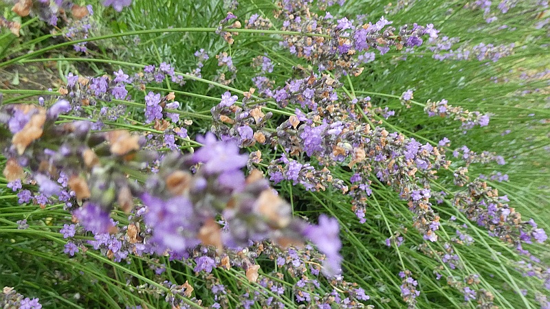 ラベンダーの花
