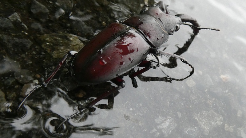 ノコギリクワガタの死骸