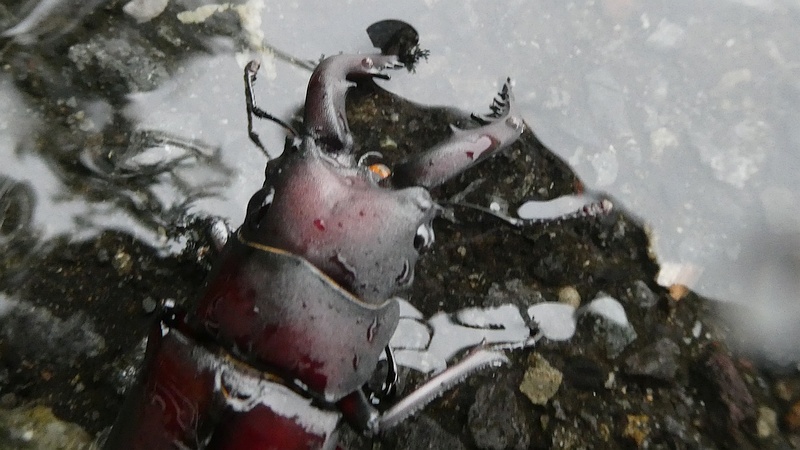 ノコギリクワガタの死骸