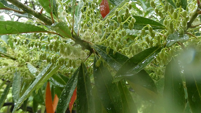 ホルトノキの花