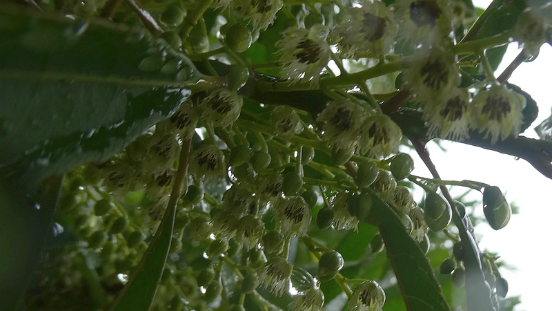 ホルトノキの花