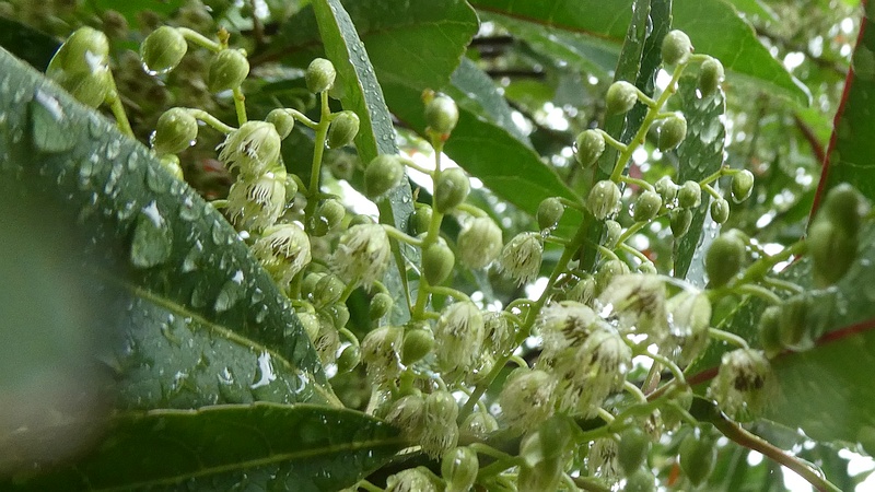 ホルトノキの花