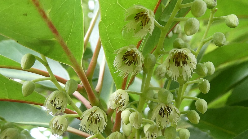 ホルトノキの花