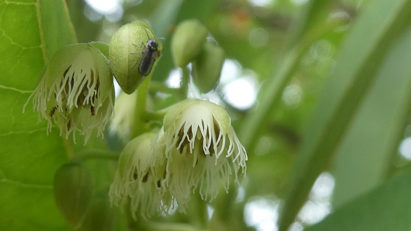 ホルトノキの花