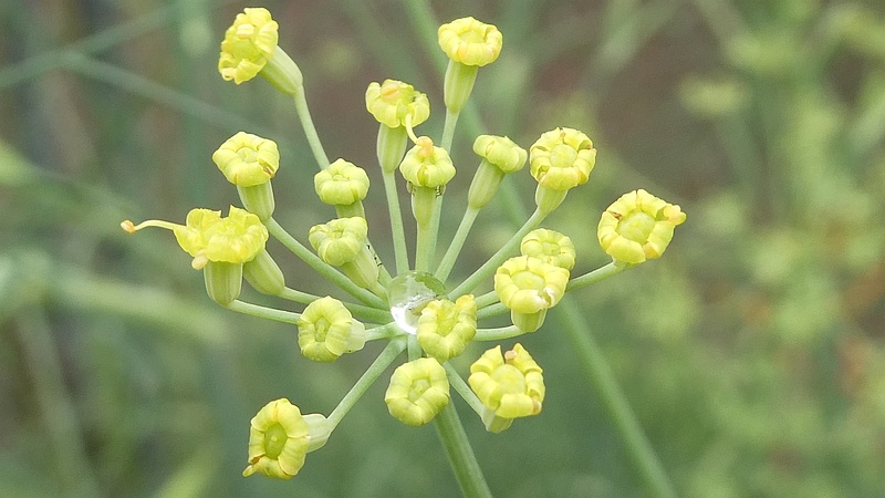 ウイキョウの花