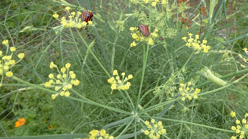ウイキョウの花のアカスジカメムシ