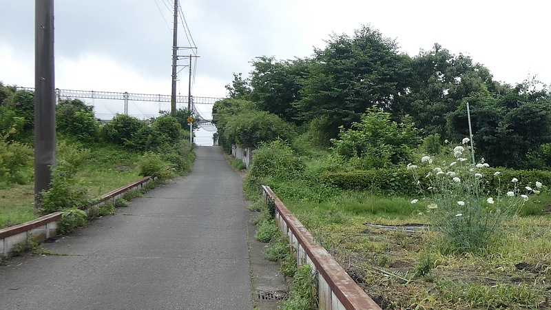 ノラニンジンの花