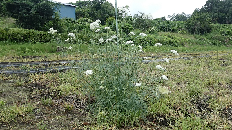 ノラニンジンの花