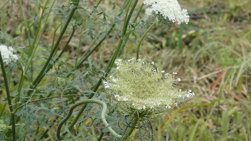 ノラニンジンの花