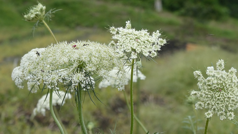 ノラニンジンの花