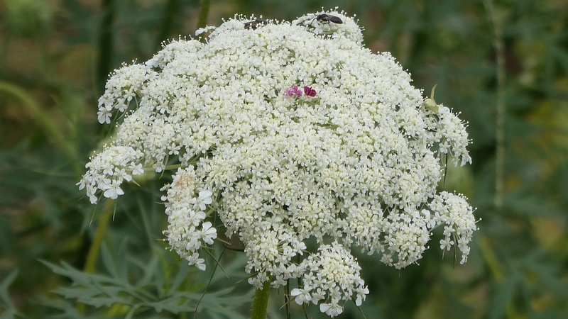 ノラニンジンの花