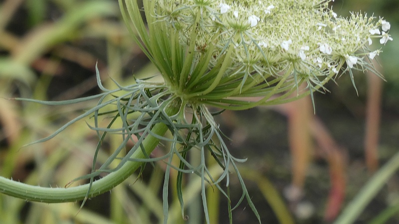 ノラニンジンの花