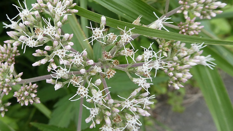 ヒヨドリバナの花