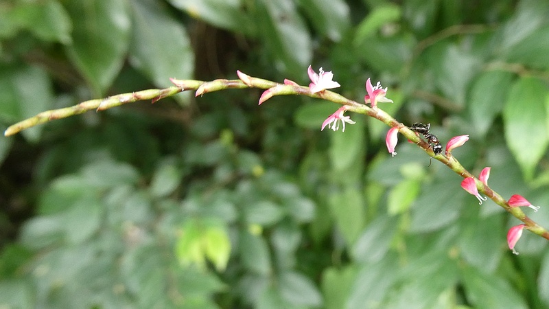 ミズヒキの花