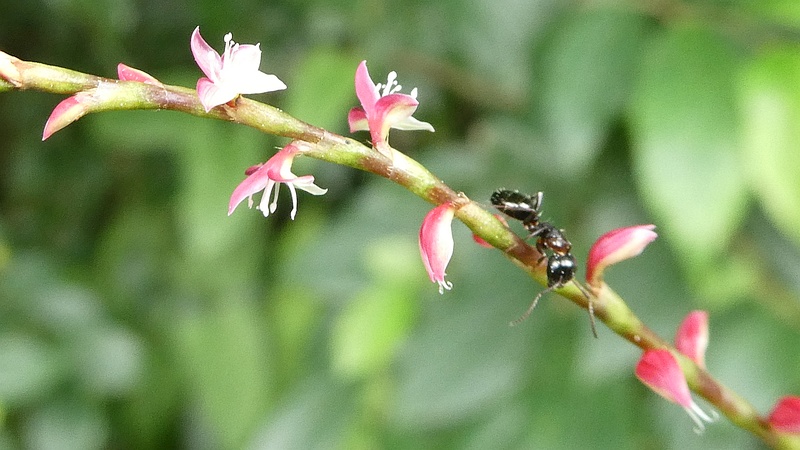 ミズヒキの花