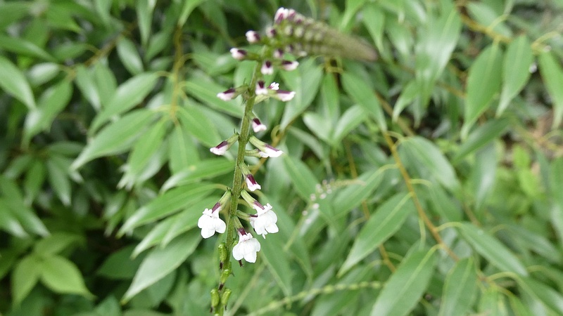 ハエドクソウの花