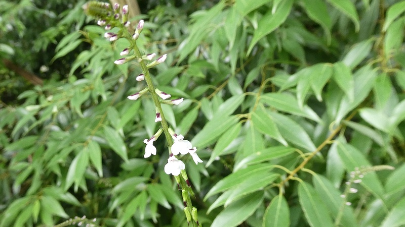 ハエドクソウの花