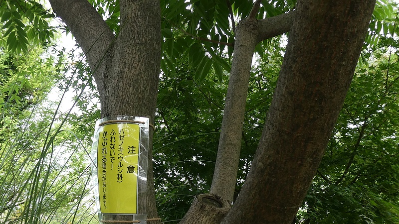 ハゼノキの掲示