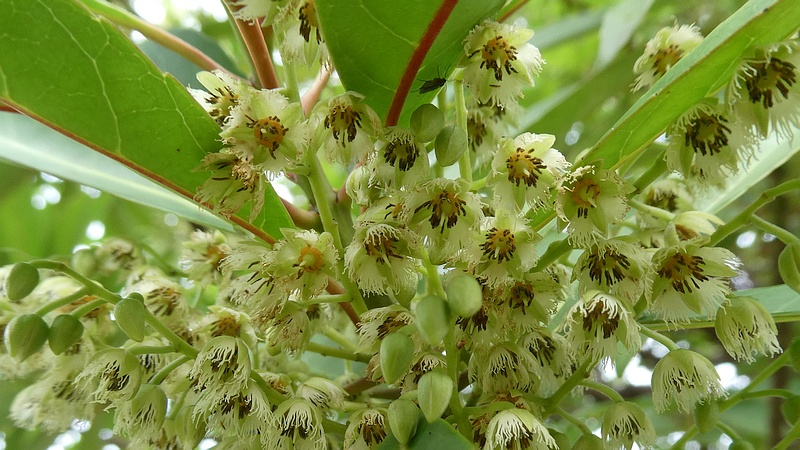 ホルトノキの花