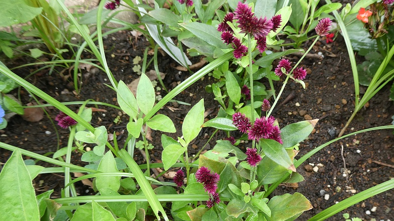 センニチコボウの花