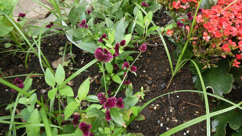 センニチコボウの花
